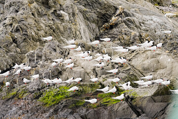 South American Tern Sterna hirundinacea