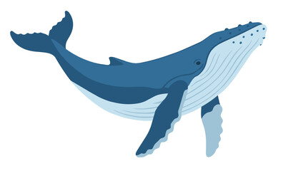 Humpback Whale Illustration