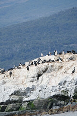 Imperial Shag Leucocarbo atriceps, Ushuaia Argentina