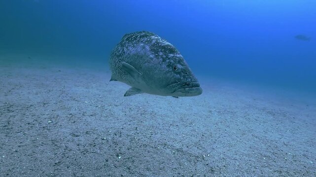 Curious Gulf grouper (Mycteroperca jordani) swims straight toward the camera, pauses for a close-up, then turns sideways and glides away above turquoise water and pale sandy seabed at Cabo Pulmo.