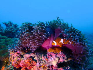 Close up of clownfish and the anemone