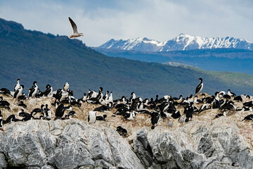 Imperial Shag Leucocarbo atriceps, Ushuaia Argentina