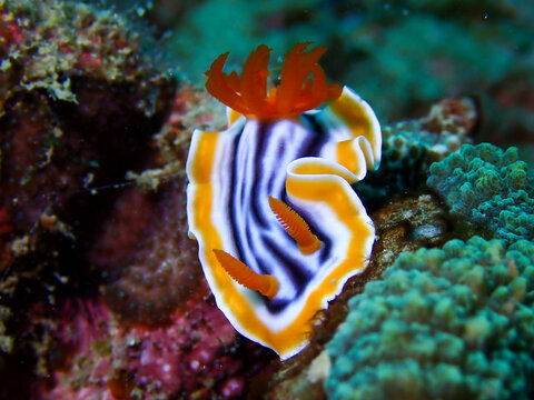 Magnificent Chromodoris scientific name Chromodoris magnifica a species of colorful sea slug or nudibranch