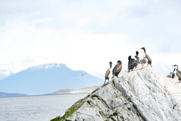 Imperial Shag Leucocarbo atriceps, Ushuaia Argentina