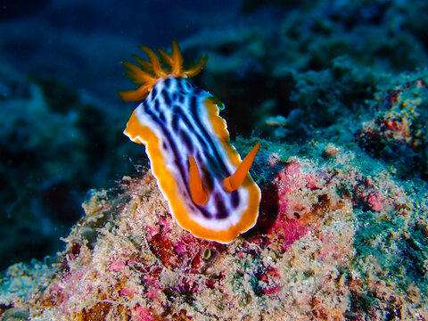 Magnificent Chromodoris scientific name Chromodoris magnifica a species of colorful sea slug or nudibranch