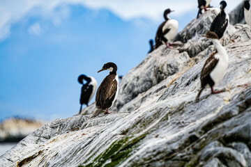 Imperial Shag Leucocarbo atriceps, Ushuaia Argentina