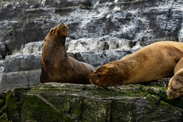 South American Sea Lion Otaria flavescens