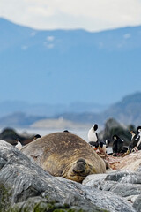 Southern Elephant Seal Mirounga leonina