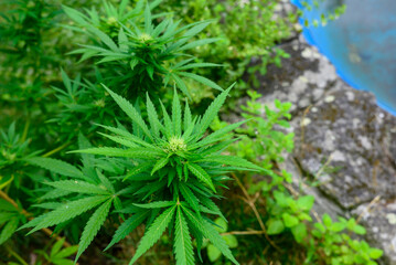 Green cannabis plant growing outdoors highlighting the concept of natural medicine.