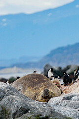 Southern Elephant Seal Mirounga leonina