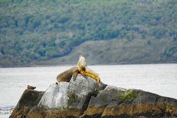 South American Sea Lion Otaria flavescens
