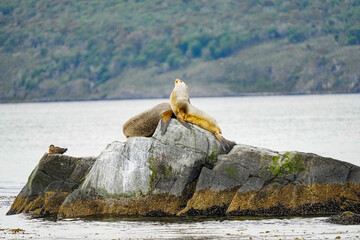 South American Sea Lion Otaria flavescens