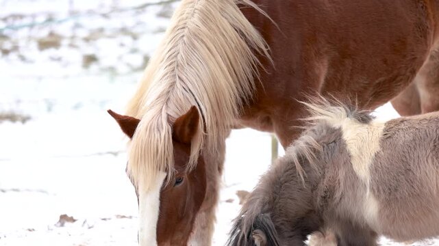 Calm winter paddock scene showing a Noriker draft horse and a Shetland pony standing together outdoors