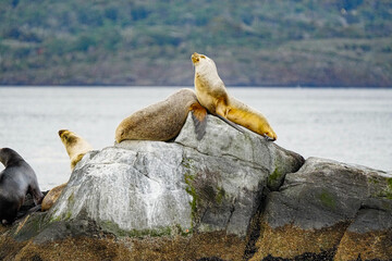 South American Sea Lion Otaria flavescens