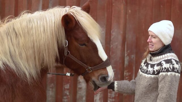 Close interaction between a Noriker draft horse gelding and his owner as he gently licks her hand in winter