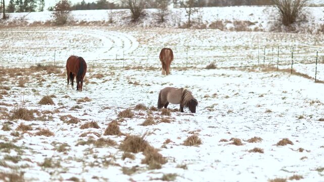 Three geldings of different horse breeds searching for grass on a winter pasture with snow and sparse vegetation