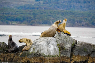 South American Sea Lion Otaria flavescens