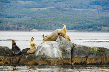 South American Sea Lion Otaria flavescens