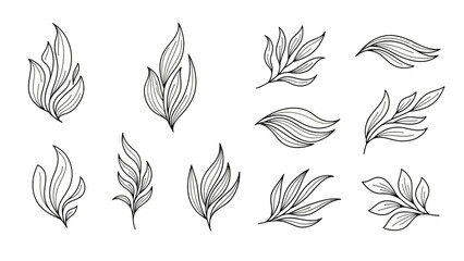 Collection of Hand Drawn Botanical Leaf Illustrations.