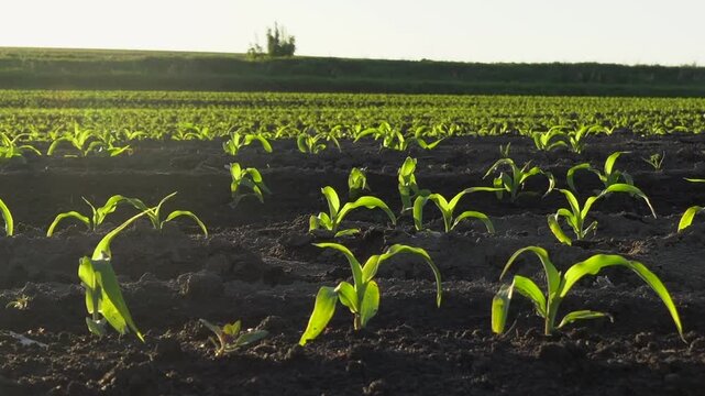 Green corn plants are growing in neat rows on a farm field under bright sunlight. This shows the development of crops in an open landscape