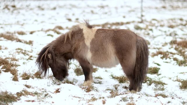 Playful Shetland pony gelding showing curious and funny behavior while moving around freely on a winter pasture