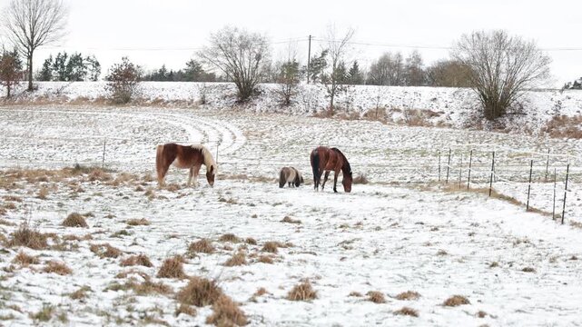 Three geldings of different horse breeds searching for grass on a winter pasture with snow and sparse vegetation