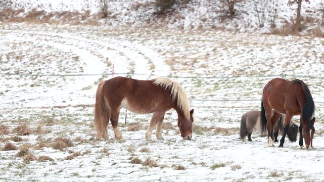 Three geldings grazing on a snowy winter pasture, Standardbred, Noriker and Shetland pony