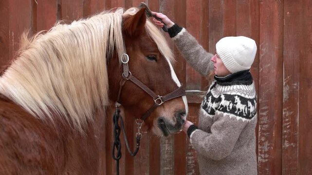 Woman gently combing the forelock of a Noriker gelding in winter, showing calm horse grooming and care routine