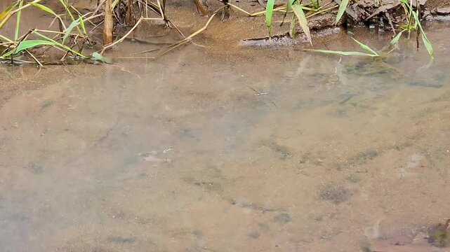Water strider skating on muddy puddle beside grass and riverbank. Aquatic insect gliding across cloudy water surface near wild plants. Pond skater on shallow brown water with soft ripples and reeds. 