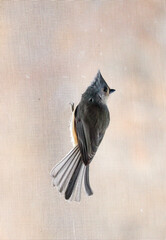 Tufted titmouse standing on the net wire screen