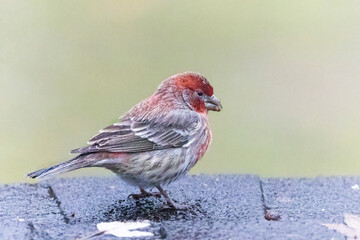 A beautiful house finch sitting on the roof