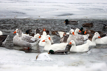 Geese and mallard ducks on a frozen river on winter
