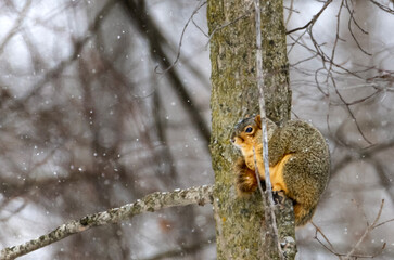 A cute squirrel sitting on tree branch while snowing