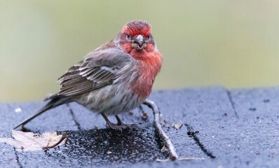 A beautiful house finch on a rainy day