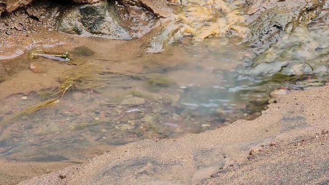 Water strider gliding on shallow puddle near sandy creek bank. Aquatic insect skating across clear pool beside wet sand texture. Pond skater on calm water surface in natural sandy streambed. 