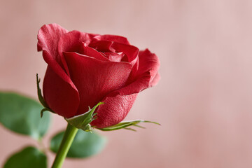 Red Rose Bud with Green Stem and Blurred Leaves against Soft Pink Background