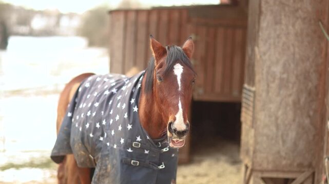 Brown trotter gelding wearing a winter blanket, standing calmly and dozing in a quiet paddock scene