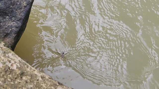 Water strider gliding across murky river ripples near stone banks. Aquatic insect skating on water surface beside rough rock edge. Pond skater wildlife on freshwater ripples in natural outdoor scene. 