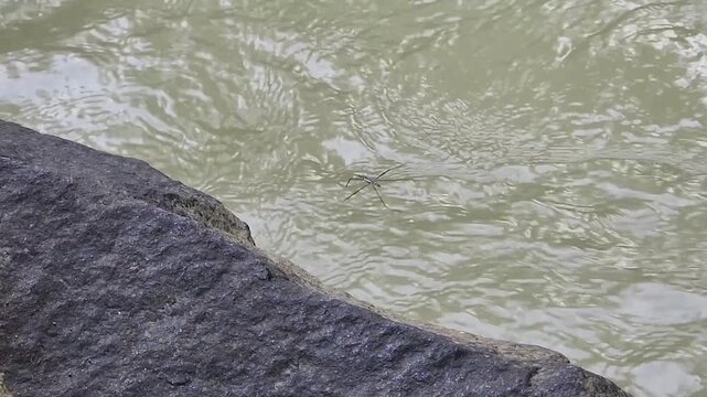 Water strider skating on river surface creating circular ripple rings. Aquatic insect walking on water with soft waves and calm texture. Pond skater wildlife closeup on freshwater ripples in nature