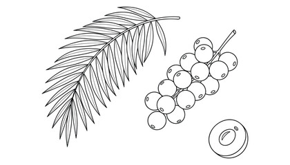 Acai palm branch with berry fruit outline drawing sketch on transparent background isolated © GoDesigner