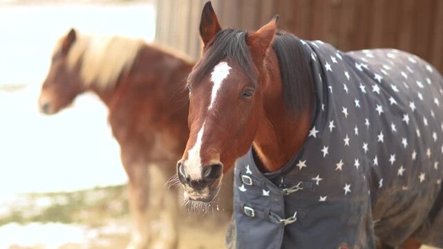Brown trotter gelding wearing a winter blanket, standing calmly and dozing in a quiet paddock scene