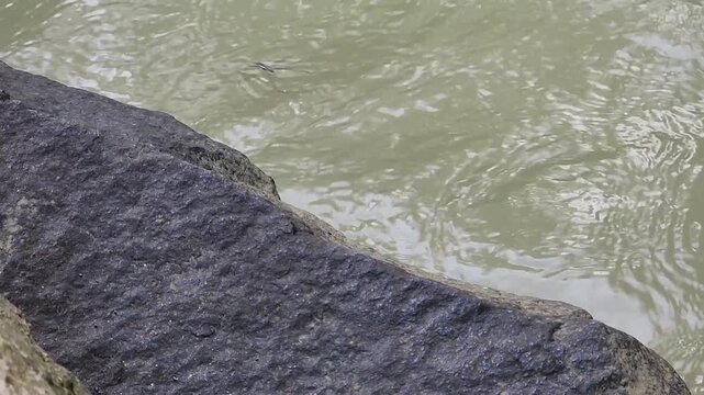 Water strider gliding on rippled river surface beside dark rock. Aquatic insect skating across murky water near textured stone edge. Macro wildlife scene of pond skater moving over calm stream. 