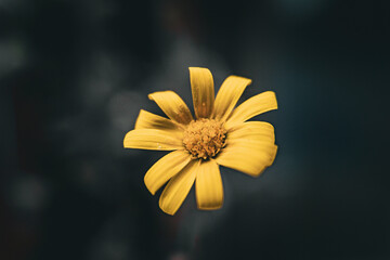 close up of yellow daisy