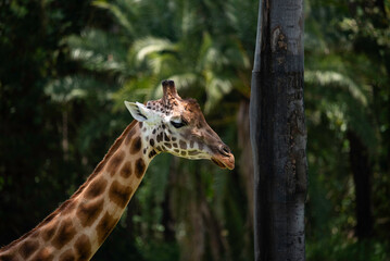 portrait of a giraffe close up