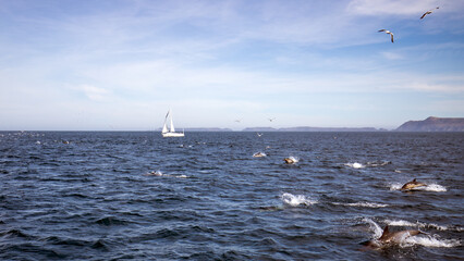 Dolphin superpod in front of sailboat and Channel Islands in the Santa Barbara channel in Southern California United States