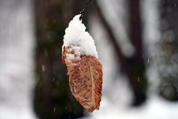 Close-up of a dry brown leaf covered with white snow in winter