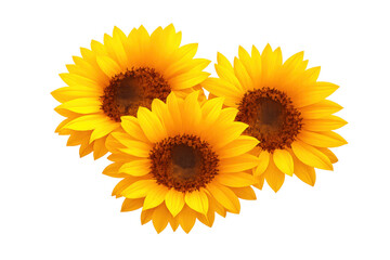 Fototapeta premium Three bright yellow sunflowers blooming in summer, facing forward on a transparent background