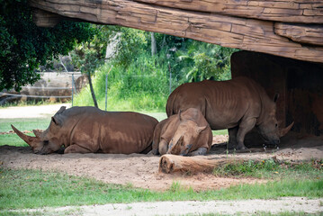 portrait of a rhino close sup