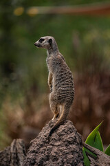 Portrait of a meerkat close up