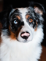 Fototapeta premium Border Collie 